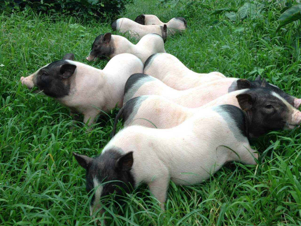 广西巴马香猪的饲养技术和前景