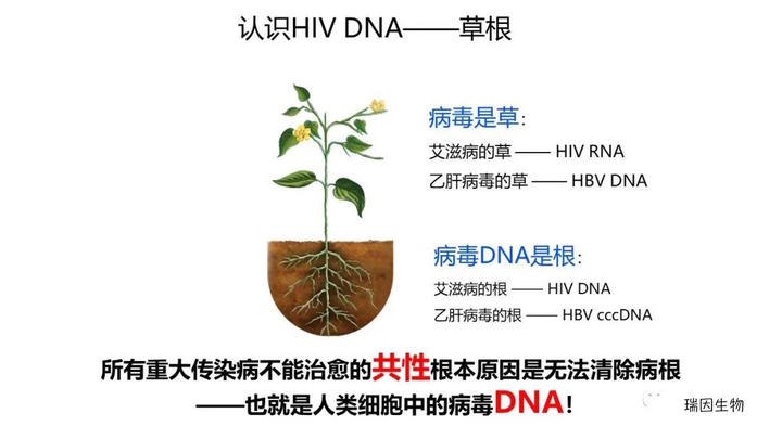 微量精准HIV-1 DNA定量检测应用 1