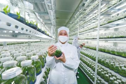 尼泊爾植物組織培養實驗室