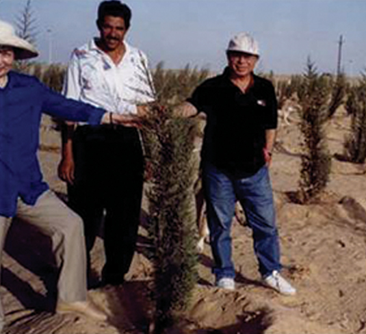 在埃及沙漠地区进行GGR造林合作