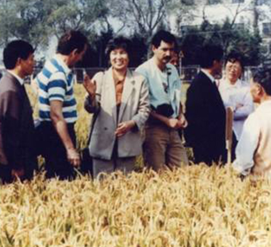 GGR国际合作专家在上海考察水稻应用GGR生长情况