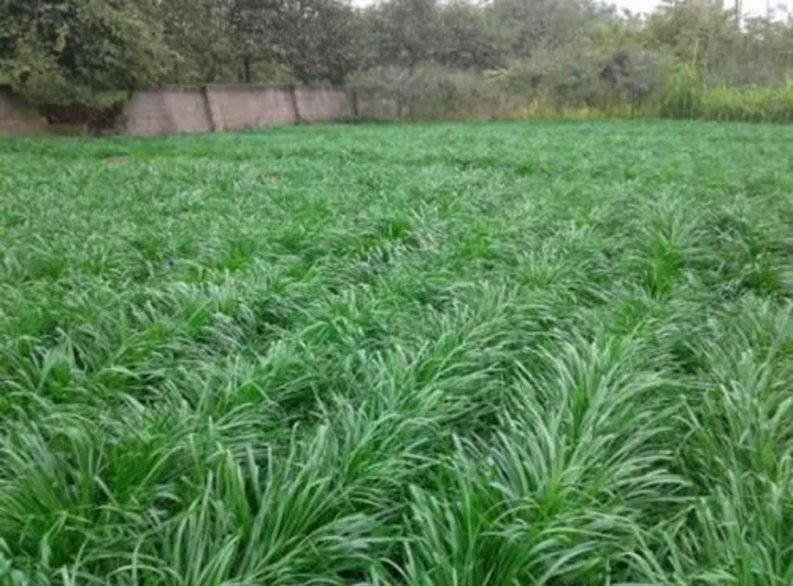 四季青种业：多年生黑麦草栽培技术