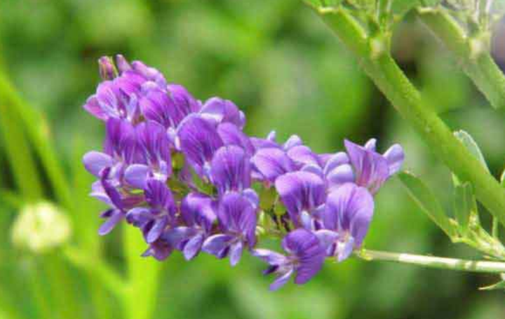 紫花苜蓿种子需要几天就能发芽？