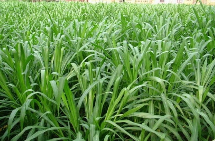 皇竹草是用种节繁殖的吗？