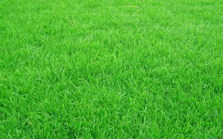 草坪种子：高羊茅与结缕草的搭配使用方法
