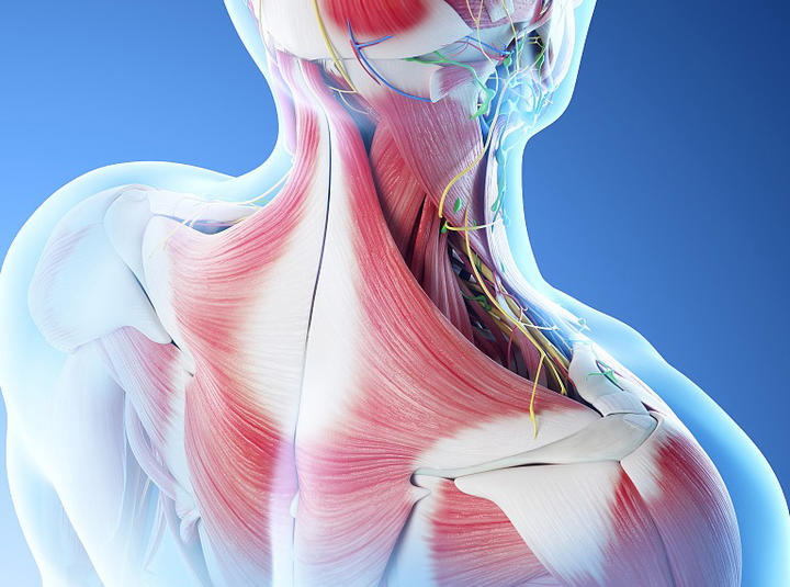 肌骨系统——生命源动力？