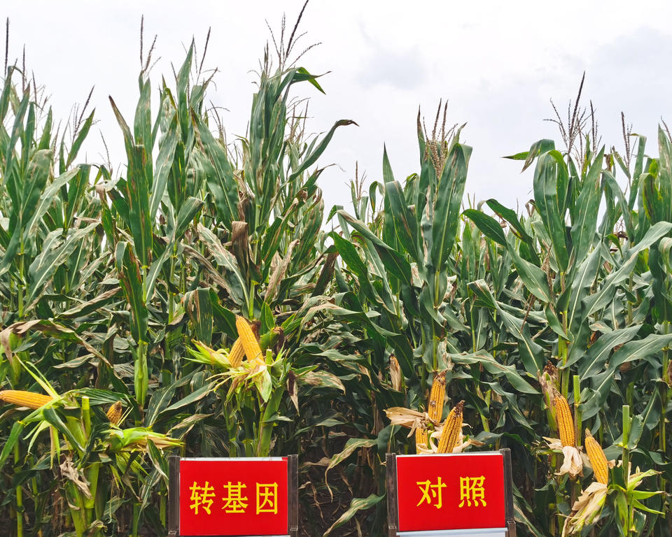 “瑞丰125”转基因抗虫耐除草剂玉米