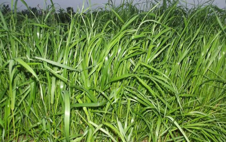 进口一年生黑麦草种子的种植技巧介绍